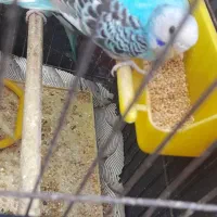 مرغ عشق|پرنده|بندر ماهشهر, |دیوار