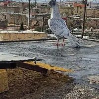 کفتر پلاکی|پرنده|شیراز, کوشک میدان|دیوار