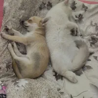 سگ شی هوا هوا ماده