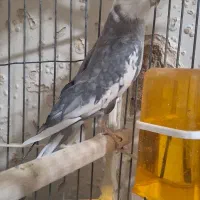 یک جفت عروس هلندی جوان و بالغ|پرنده|تهران, دولاب|دیوار