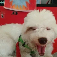 سگ نژاد دار ماده سالم و سرحال|سگ|کهریزک, |دیوار