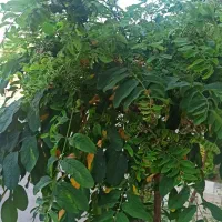 بهترین موقعیت سرمایه گذاری باغ ویلا و زمین|فروش زمین و ملک کلنگی|مشهد, کلاته برفی|دیوار
