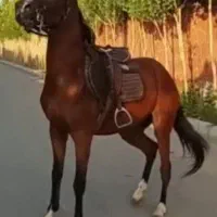 مادیون آروم جوان زیبا