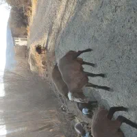 قوچ|حیوانات مزرعه|شازند, |دیوار