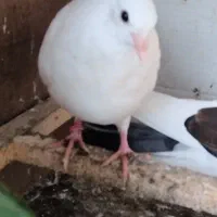 معاوظه با قناری نر|پرنده|سنگر, |دیوار