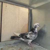 کبوتر پلاکی و پرشی|پرنده|مبارکه, |دیوار