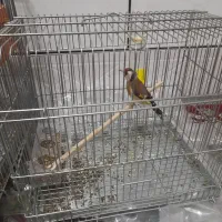 سلام یک عدد طوقه.ماده ۳ساله به فروش می‌رسد