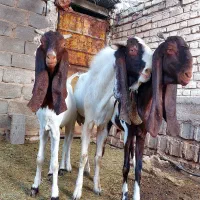 کهره چبش بز