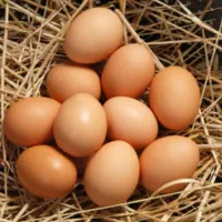 تخم مرغ محلی