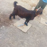 گوشت کهره باکیفیت|حیوانات مزرعه|میناب, |دیوار