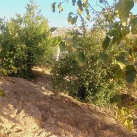 معاوضه آپارتمان با باغ