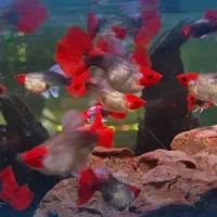 ماهی گوپی بالن،مولی بالن،پلاتی بالن