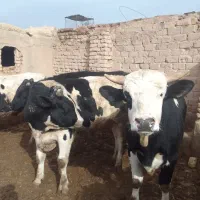 ۴راس گوساله نر|حیوانات مزرعه|بوئین زهرا, |دیوار