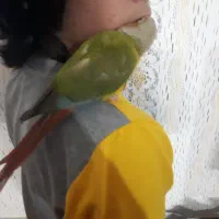 جوجه گرینچیک دستی صوت میزنه میخونه