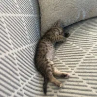 بچه گربه گمشده