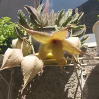گل دم روباهی و ناز و پنچ انگشتی