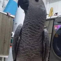 جوجه کاسکو ۱۳۰ روزه