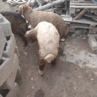 شادگان