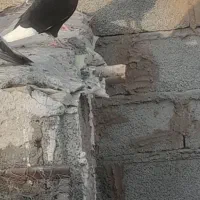 قره