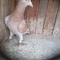 کفتر خطی|پرنده|الوند, |دیوار