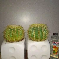 کاکتوس اچینو