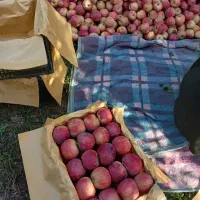 سیب قرمز|خدمات باغبانی و درختکاری|نوشین شهر, |دیوار