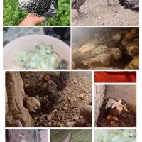 براکل،ابریشمی،بوقلمون،بلدرچین،