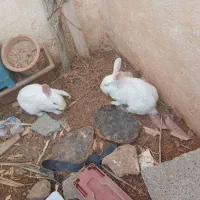 خرگوش|موش و خرگوش|مسجد سلیمان, |دیوار