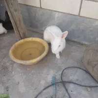 خرگوش