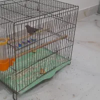 فنج نر با قفس ووسایل|پرنده|تبریز, |دیوار