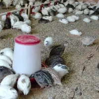 بلدرچین شهرضا|حیوانات مزرعه|شهرضا, |دیوار