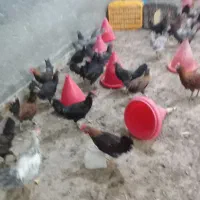 جوجه مرغ محلی|حیوانات مزرعه|سبزوار, شهرک صنعتی خاوران|دیوار