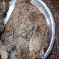 هیزه|ظروف نگهدارنده، پلاستیکی، یک‌بارمصرف|اندیمشک, |دیوار