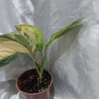 گل های خاص|گل و گیاه طبیعی|نیشابور, دارایی|دیوار