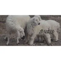 بره نر و ماده چهار عدد|حیوانات مزرعه|زابل, |دیوار