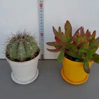 گل وگیاه|گل و گیاه طبیعی|تهران, مجیدیه|دیوار