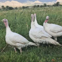 بوقلمون گوشتی