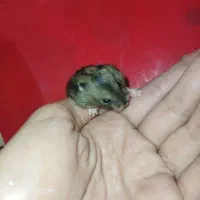 فروش همستر|موش و خرگوش|تهران, افسریه شمالی|دیوار