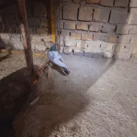 کفتر|پرنده|اردکان, |دیوار