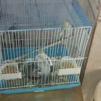 عروس هلندی|پرنده|رباط‌کریم, الارد|دیوار