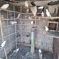 کبوتر فروشی