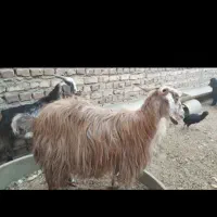 بره زابل وبره شیر|حیوانات مزرعه|زابل, |دیوار