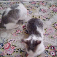 دو عدد  بچه گربه واگذاری