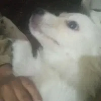 فروش یه قلاده سگ پامر وشیتزو|سگ|کرج, حیدرآباد|دیوار