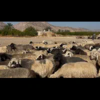 فروش ۲۰۰راس میش|حیوانات مزرعه|کازرون, |دیوار