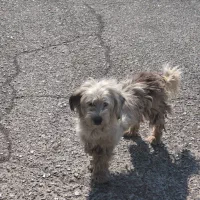 سگ پاکوتاه تریل