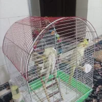 عروس هلندی دوتا نر|پرنده|قزوین, |دیوار