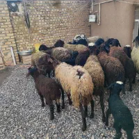 میش وشیشک|حیوانات مزرعه|قزوین, |دیوار