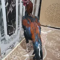 خروس قرمز|حیوانات مزرعه|سراوان, |دیوار