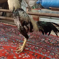 خروس لاری|حیوانات مزرعه|مهاباد (آذربایجان غربی), |دیوار